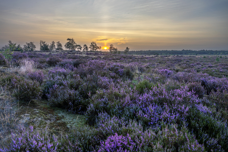 "Sunrise Kalmthoutse Heide"