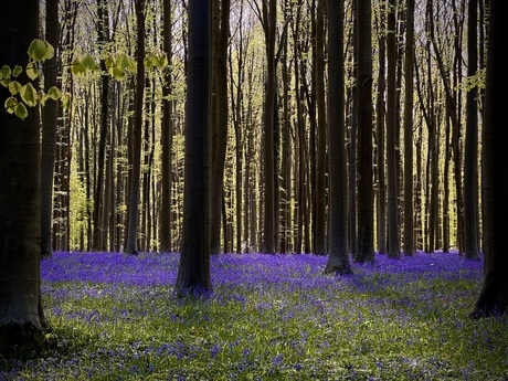 Hallerbos