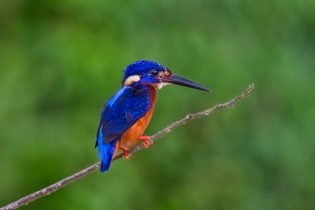 menintingijsvogel