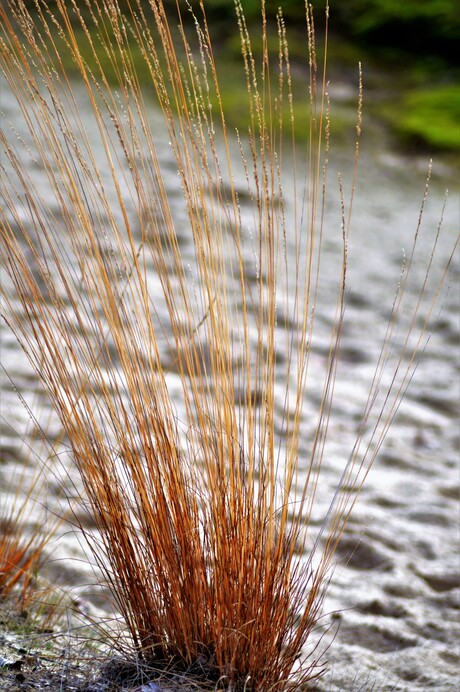 Loonse en Drunense duinen