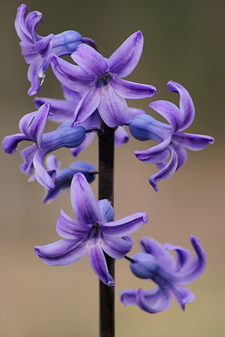 hyacint