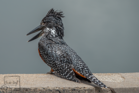 Afrikaanse reuze ijsvogel 