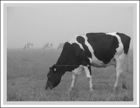 Koeien in de mist