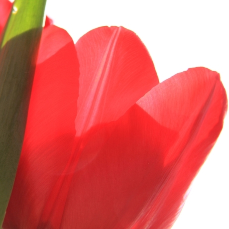 Red Tulip