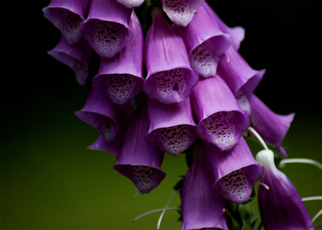 Purple Bells