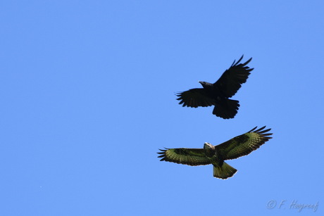 Buizerd met kraai