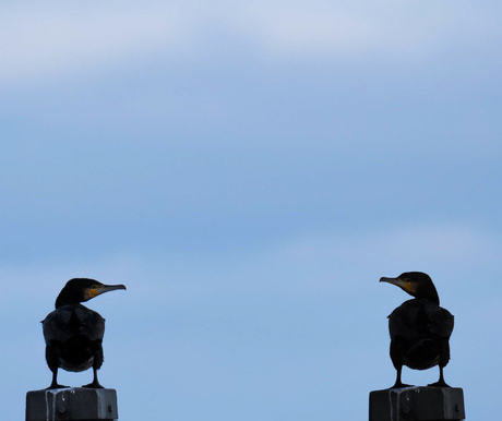 Een of twee aalscholvers??