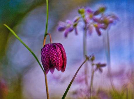 Kievitsbloem 
