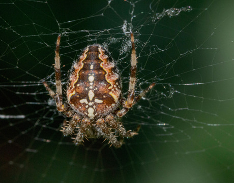 Jurassic Groenster Leeuwarden