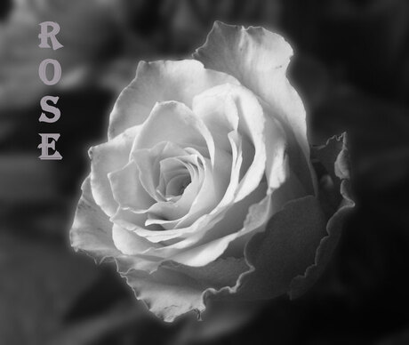 rose