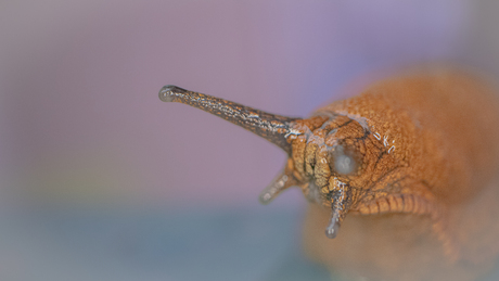 Actieve naaktslak na regenbui met macro lens