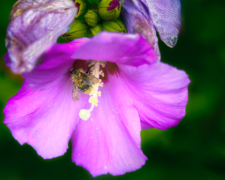 Hibiscus met ijverige hommel