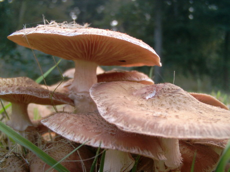 Paddestoelen in het Mensingebos.