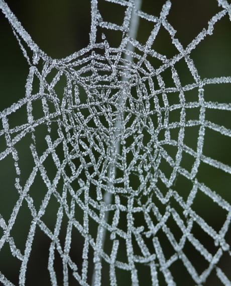 Spinneweb frozen
