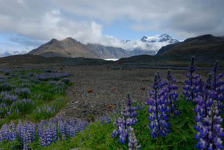 IJslandse Lupine