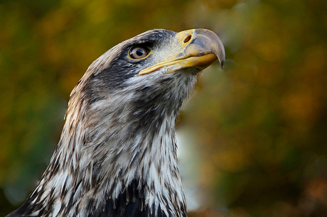 Amerikaanse zeearend (bald eagle)