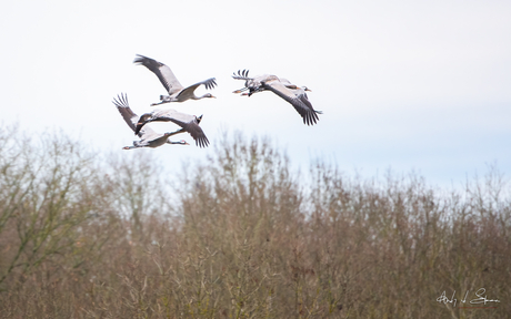kraanvogels