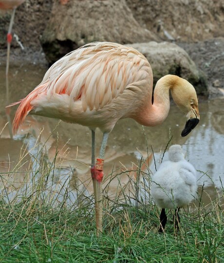 Flamingoliefde