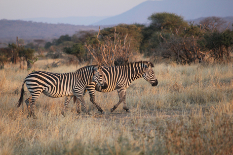 Wandering zebras