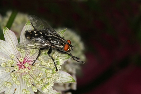 Vlieg op Astrantia