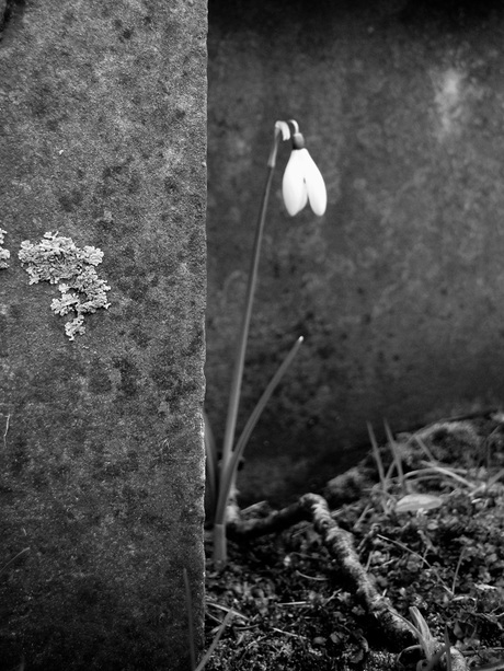 Begraafplaats De Biezen-3