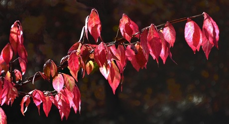 herfst in Zoetermeer