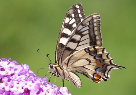 Papilio Machaon