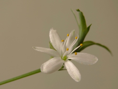 macro bloemen