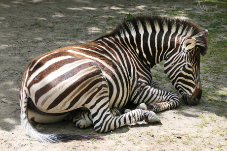 zebra uitrusten