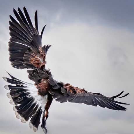 Roodstaartbuizerd