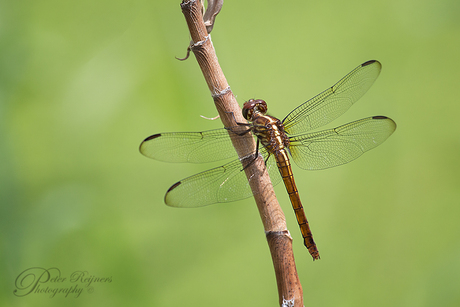 - Orthemis sulphurata -