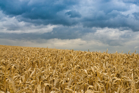 Donkere wolken boven het graan