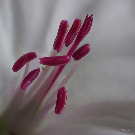 FranseGeranium(1)