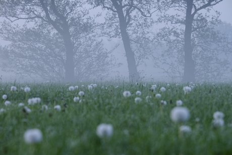 Misty Meadow