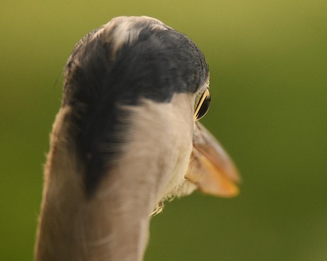 Kijk eens door de ogen van de blauwe reiger