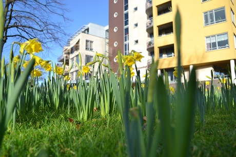 Lente in januari