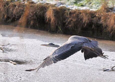 blauwe reiger in de vlucht