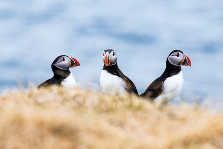 Puffins