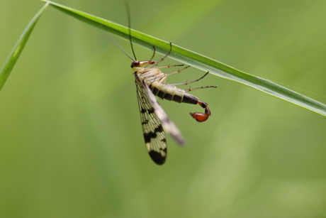 SchorpioenVlieg 🦂