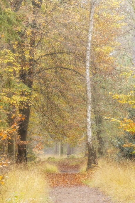 Herfstkleuren