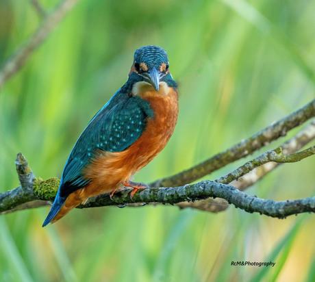 De IJsvogel.