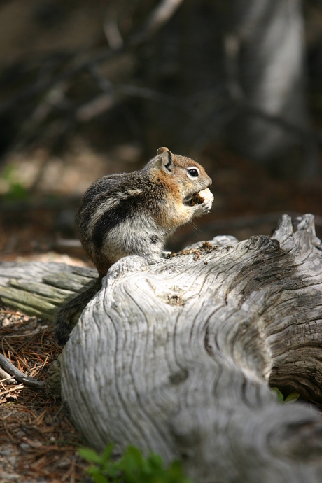 Eekhoorn in de Rocky Mountains