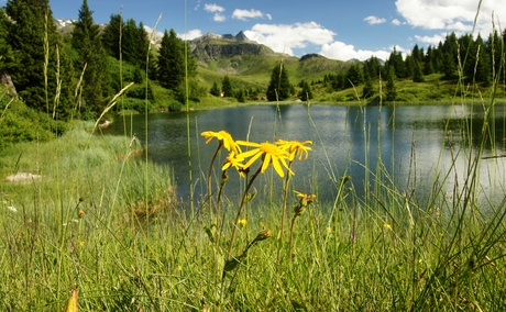 Bloemrijk meer