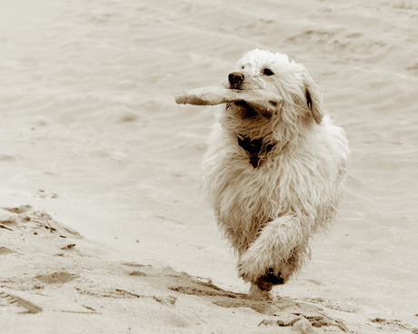 Brooky on the beach...