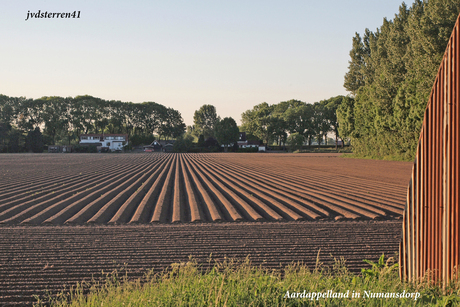 Pas gepote aardappelen