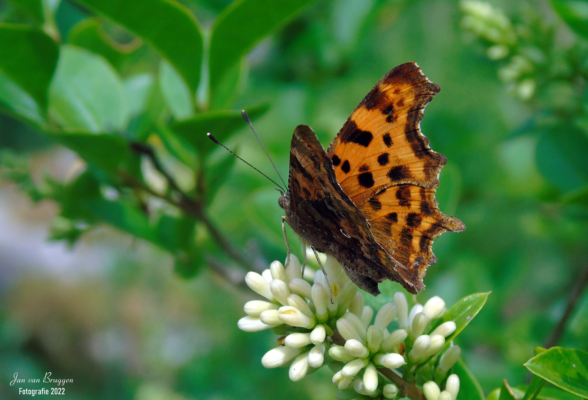 De gehakkelde aurelia (Polygonia c-album)  - De gehakkelde aurelia is in Nederland en België een algemene soort, die bij bosranden, struwelen en in parken en tuinen kan worden waargenomen. Met d - foto door JanvBruggen op 14-06-2022 - locatie: 6732 Harskamp, Nederland - deze foto bevat: gehakkelde aurelia, polygonia c-album, vlinder, natuur, nederland, harskamp, sony, dsc-h400, iso 80, diafragma ƒ/4.4, sluitertijd 1/320s, brandpuntafstand 19mm, plant, bloem, bestuiver, vlinder, boloria, insect, geleedpotige, motten en vlinders, komma, melitaea