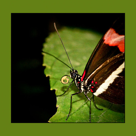 het tongetje van de vlinder........................