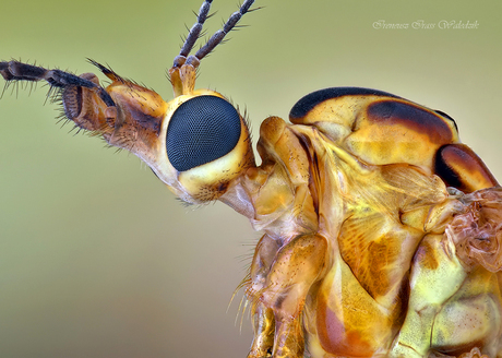 Tipula paludosa.