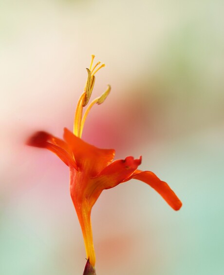 Crocosmia