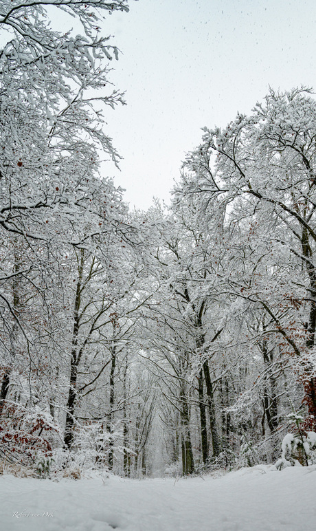 Besneeuwd bos